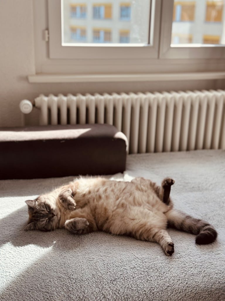 A cute, furry cat lazily rests on a soft blanket near a sunlit window indoors.