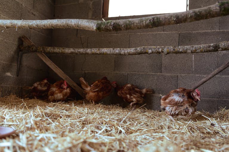 poules