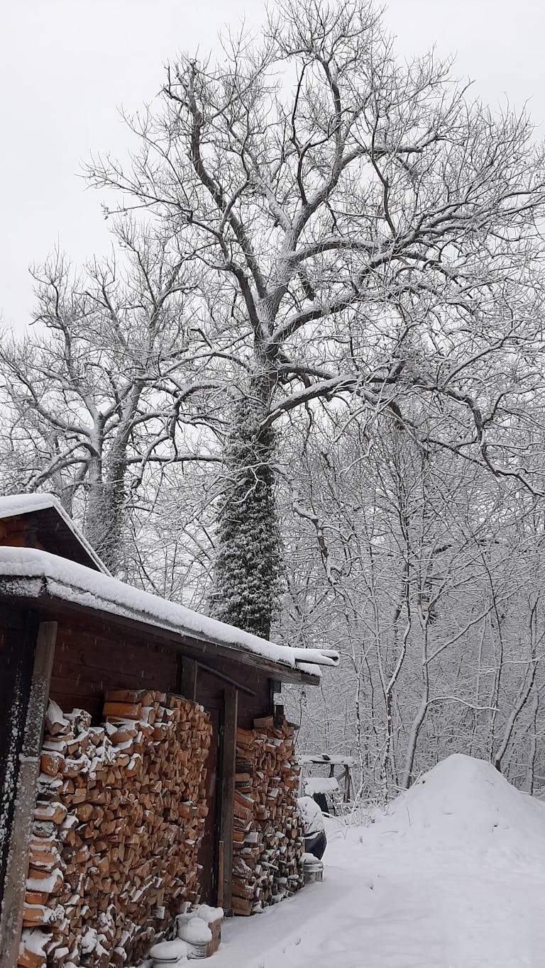 Scenic winter landscape featuring a snow-covered tree and wood shed surrounded by snow. Ideal for travel and nature themes.