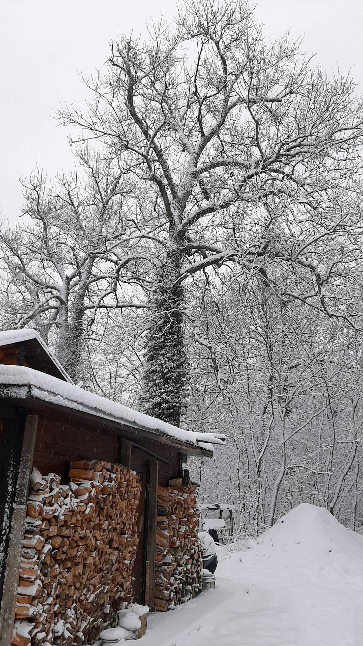 Scenic winter landscape featuring a snow-covered tree and wood shed surrounded by snow. Ideal for travel and nature themes.
