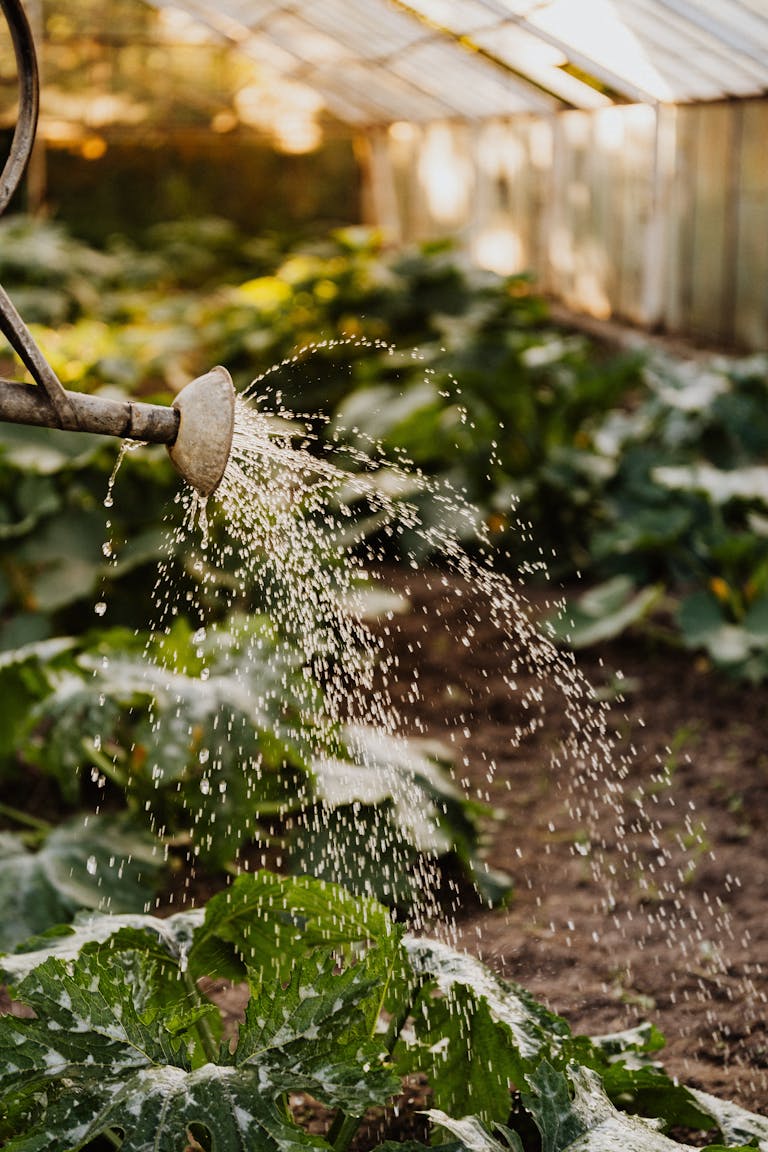 Sunlit greenhouse with water spraying over green plants, creating a refreshing garden scene.