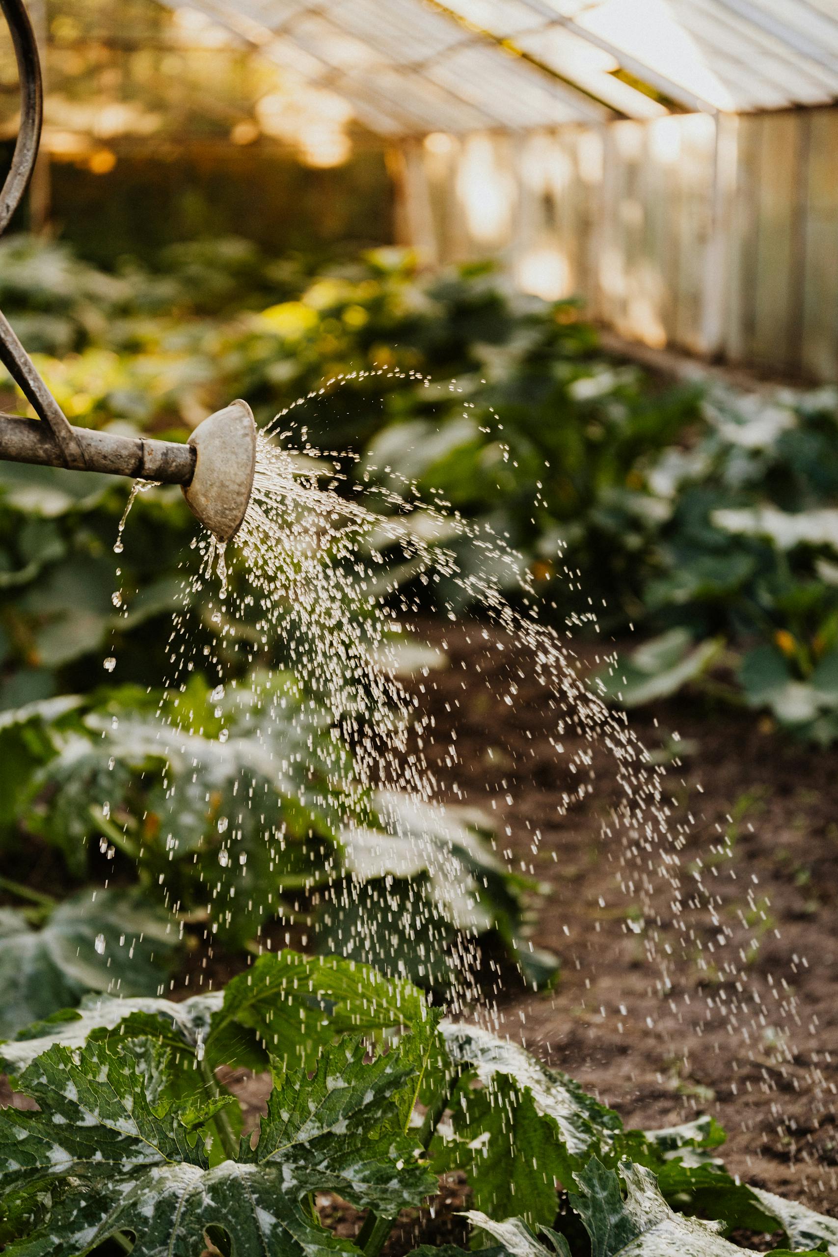 Sunlit greenhouse with water spraying over green plants, creating a refreshing garden scene.