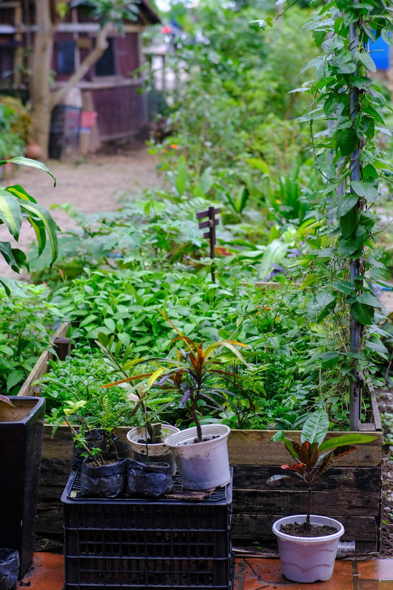 Vibrant garden scene with diverse plants in a Vietnamese garden in Da Nang.