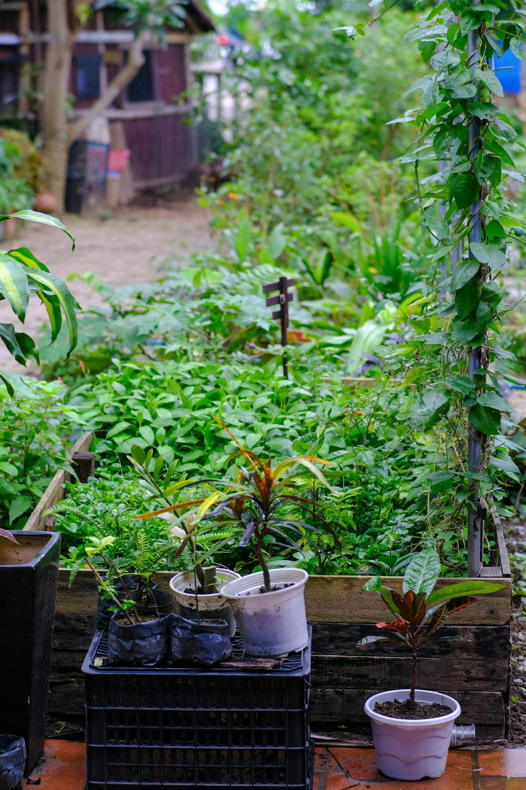 Vibrant garden scene with diverse plants in a Vietnamese garden in Da Nang.