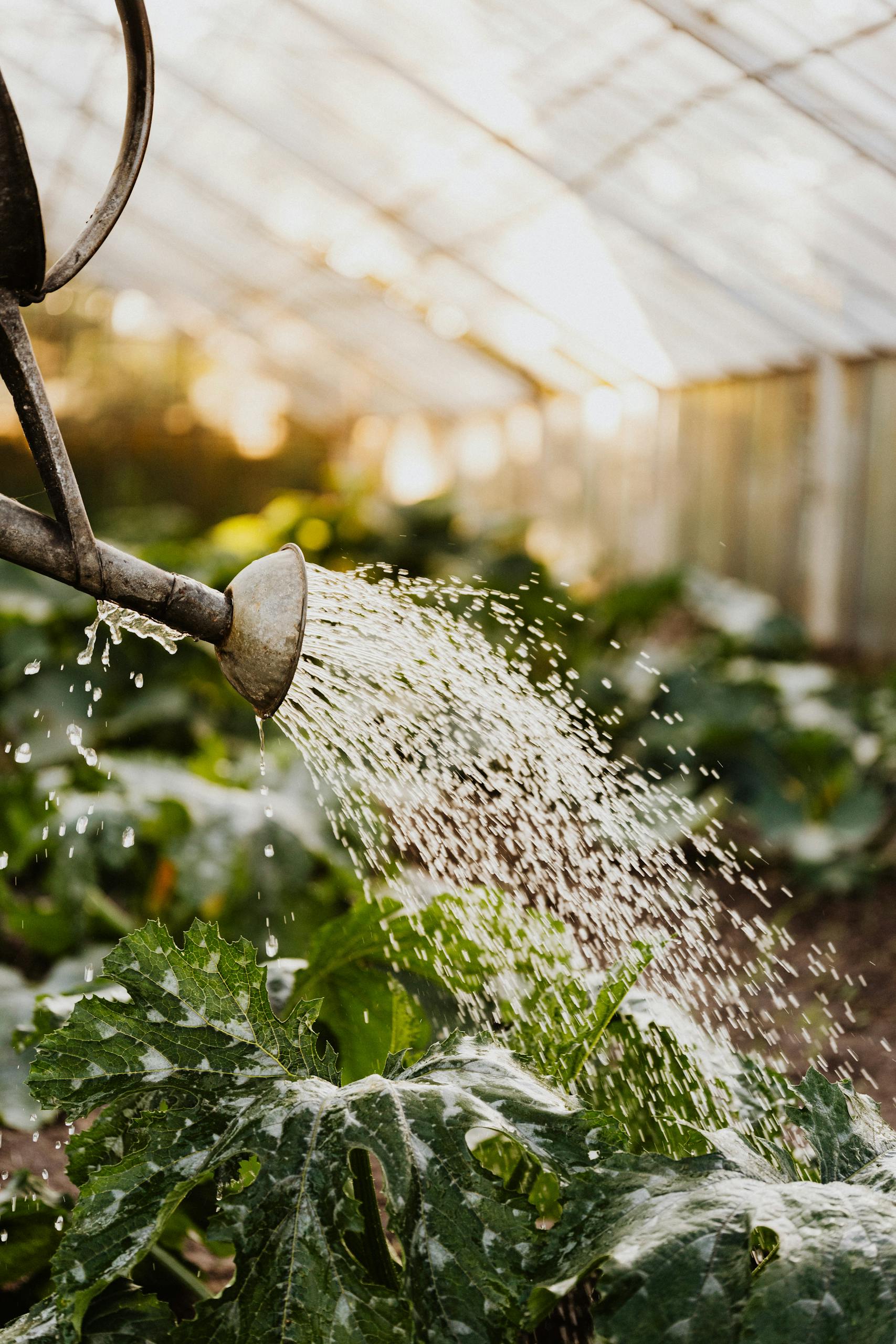 Watering plants in a greenhouse with a traditional metal watering can. Vibrant green leaves bathed in sunlight.