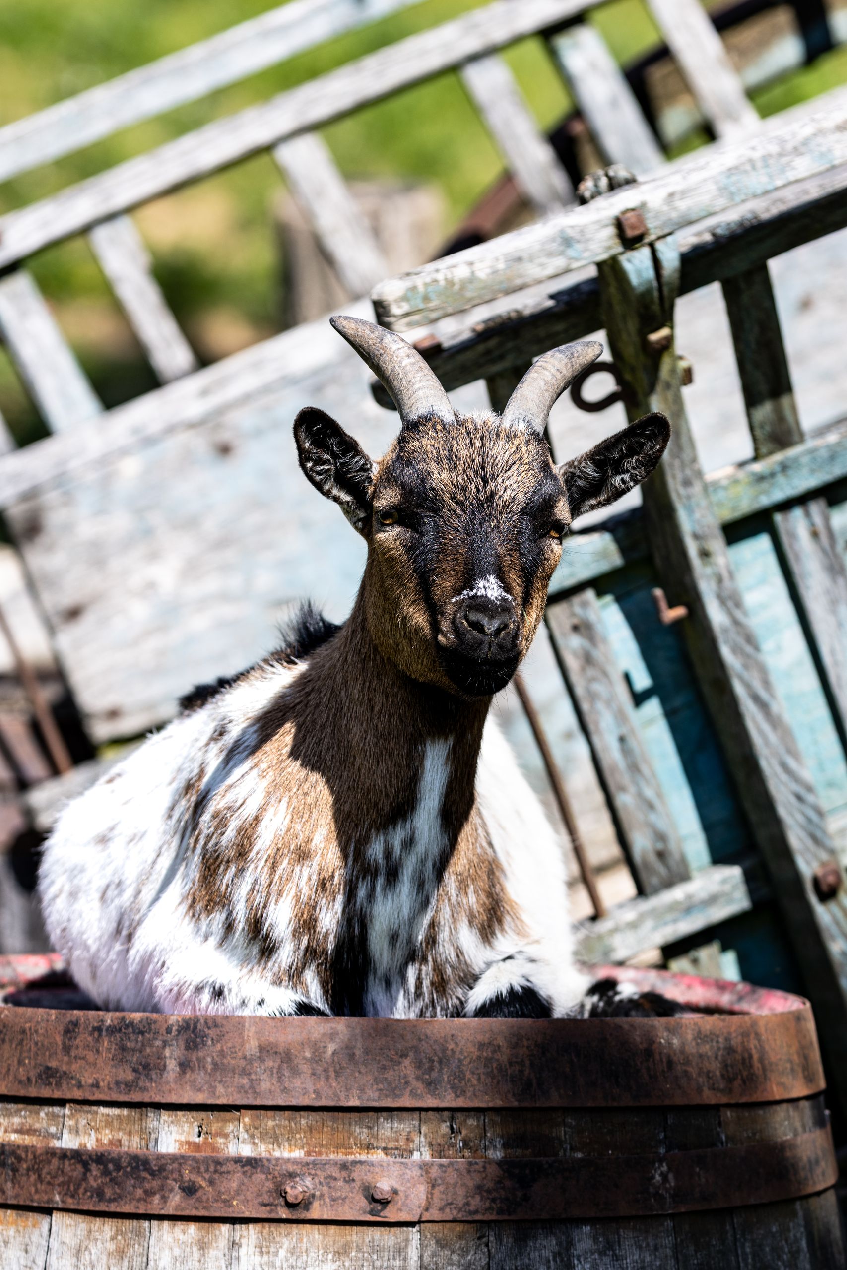 Brown and white goat resting in a wooden barrel with a rustic farm background.