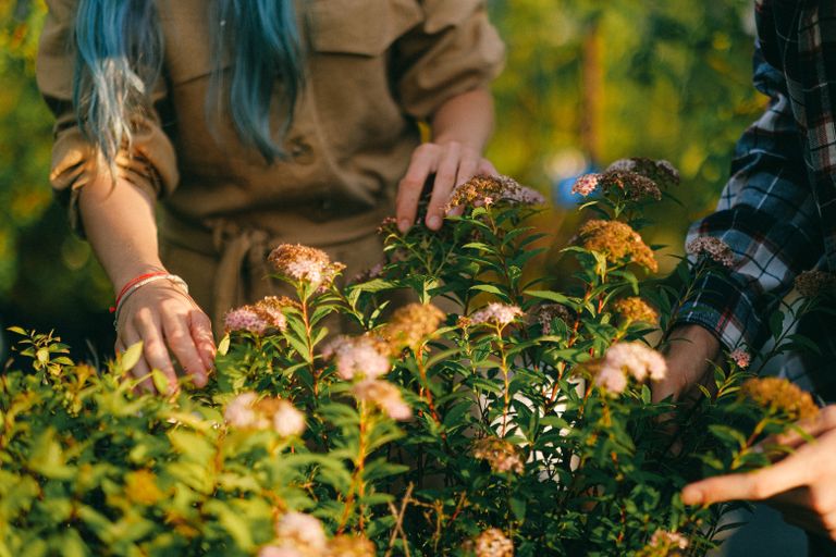 Close-up of hands tending to vibrant garden flowers, capturing a serene gardening moment.
