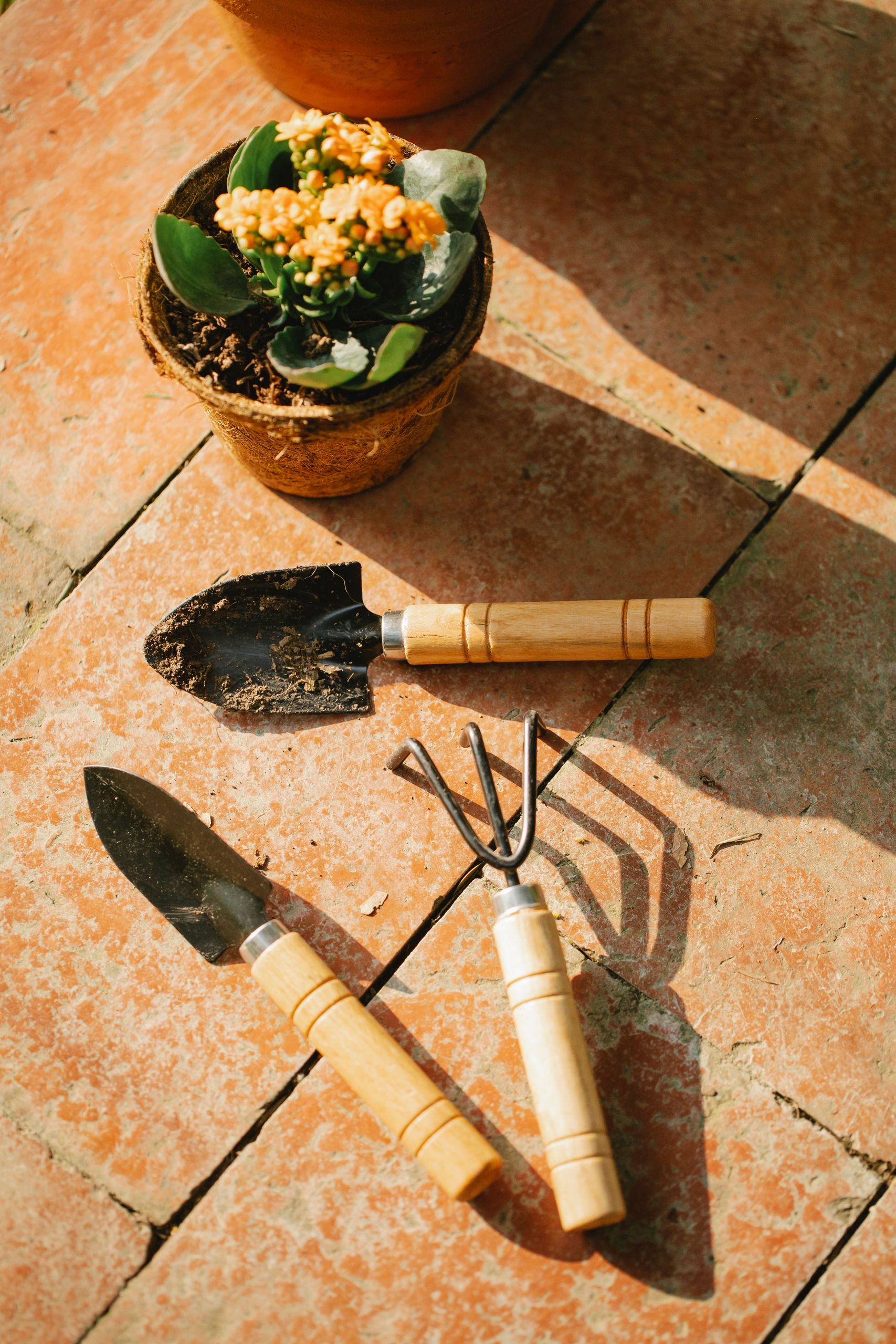 From above of potted plant near small garden shovels and hand cultivator placed on shabby rough ceramic floor in sunny day