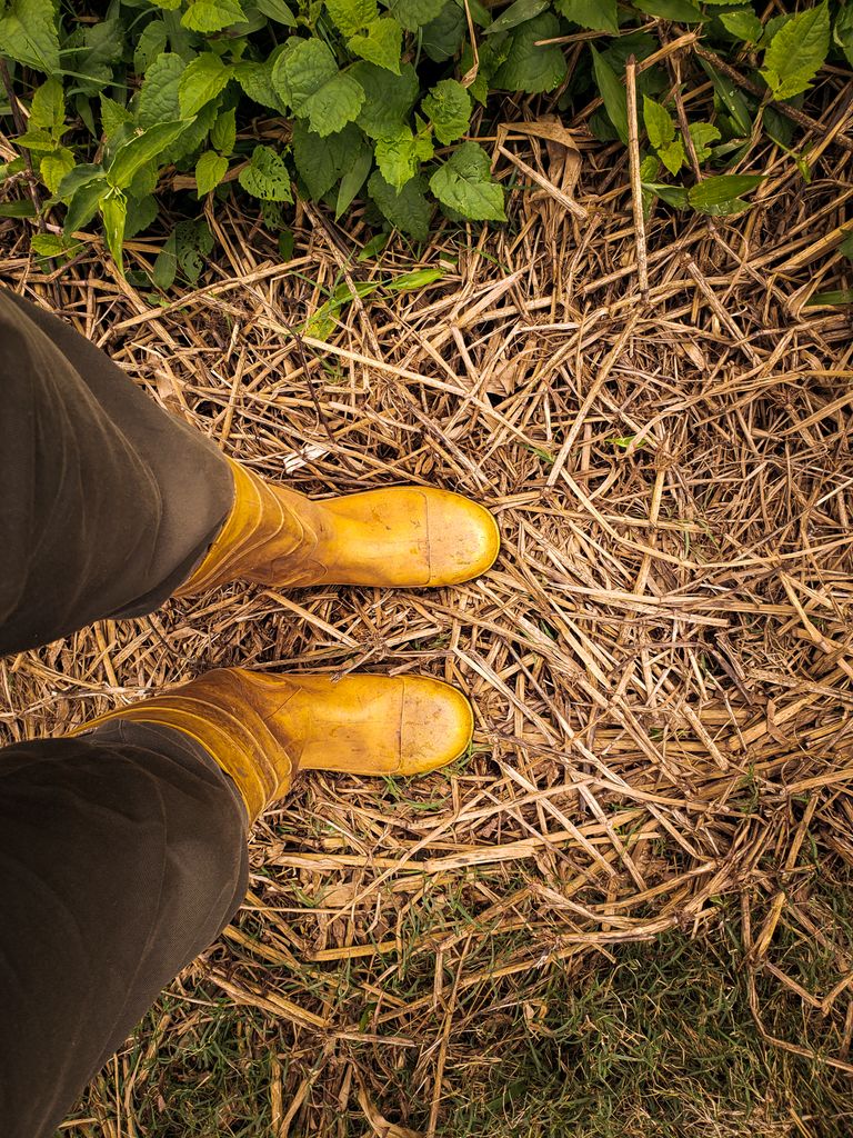 Top view of person wearing yellow boots standing on dried grass and green leaves, depicting rural lifestyle.
