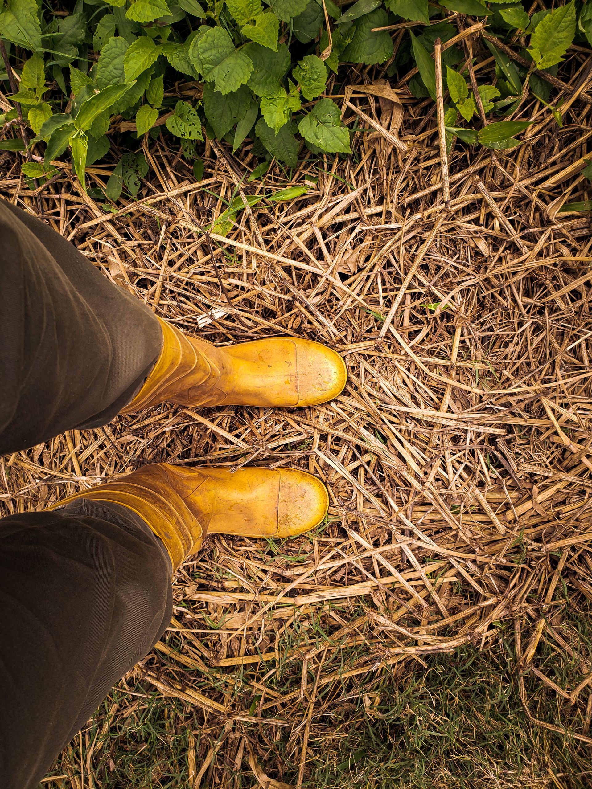Top view of person wearing yellow boots standing on dried grass and green leaves, depicting rural lifestyle.