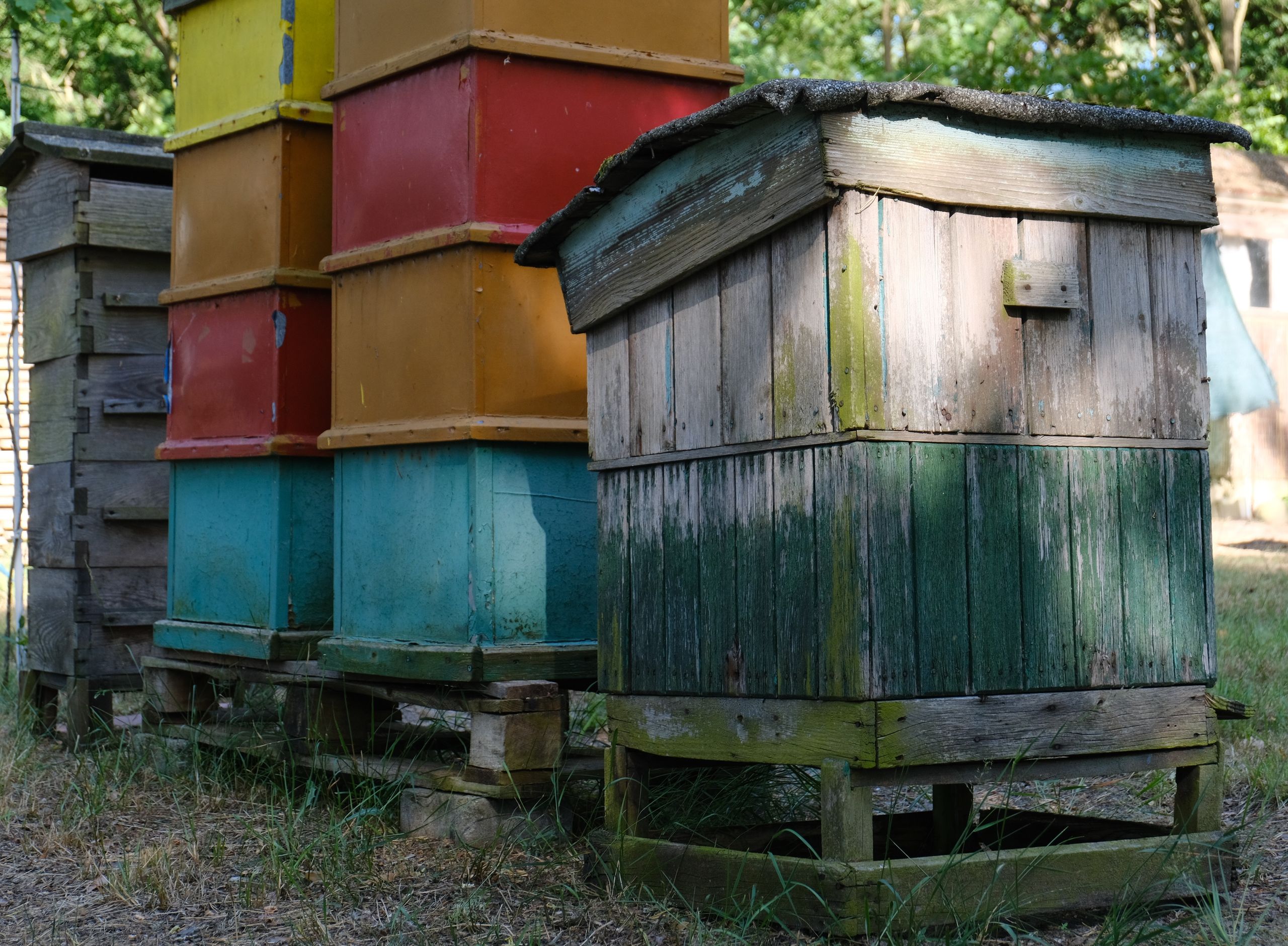 Vibrant beehive boxes set outdoors, showcasing rustic wood and playful colors.